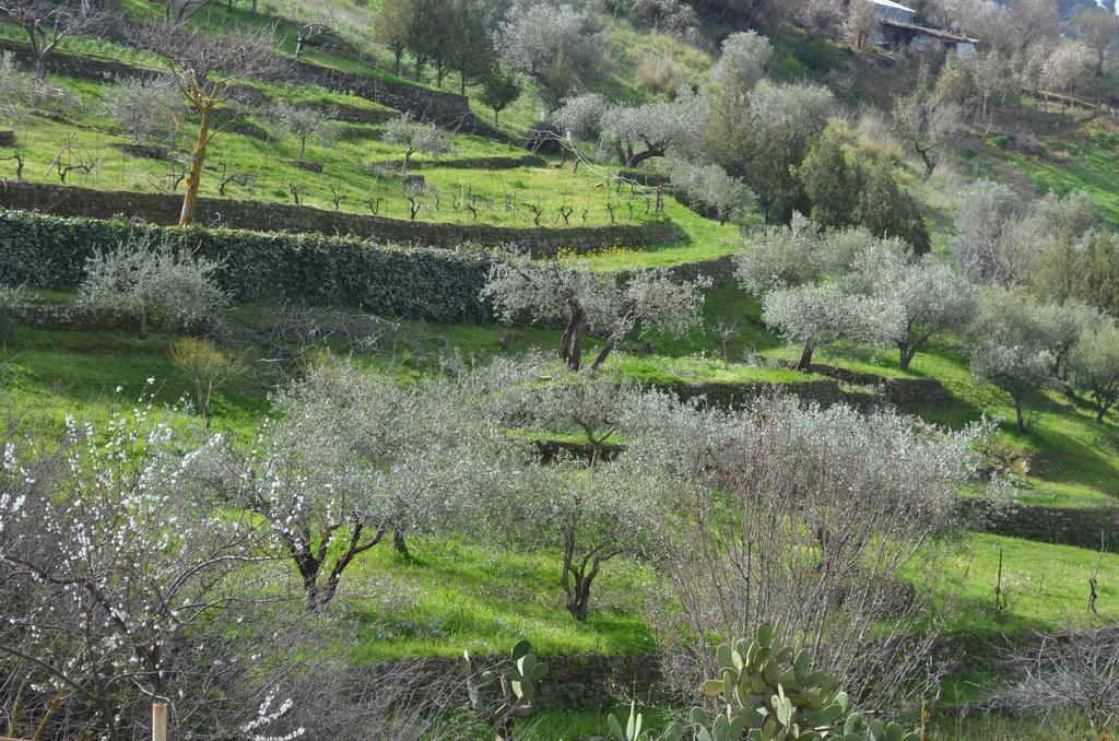 Villa Della Mimosa Alia Eksteriør billede